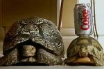 Diet Coke - Tortoises New Year